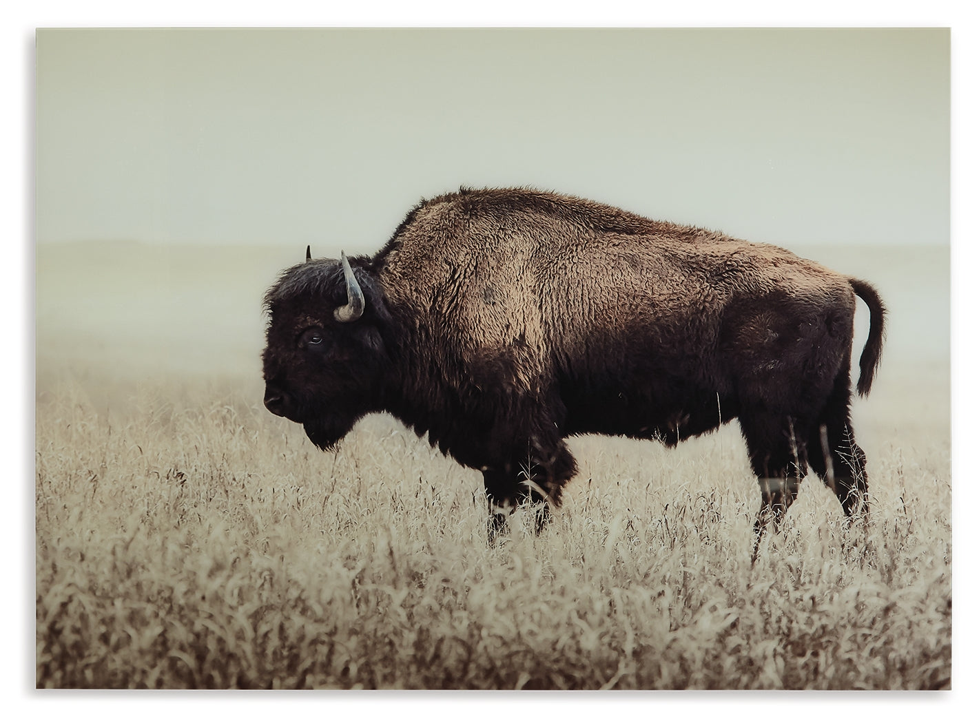 Brutus Wall Decor - Tampa Furniture Outlet