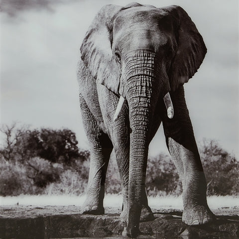 Glinyard Wall Decor - Tampa Furniture Outlet