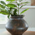 Tampa Furniture Outlet - Ashley Furniture - Laddlow Vase - Vase - A2000912