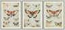 Jossletts Wall Decor